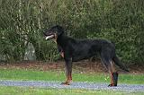 BEAUCERON 982